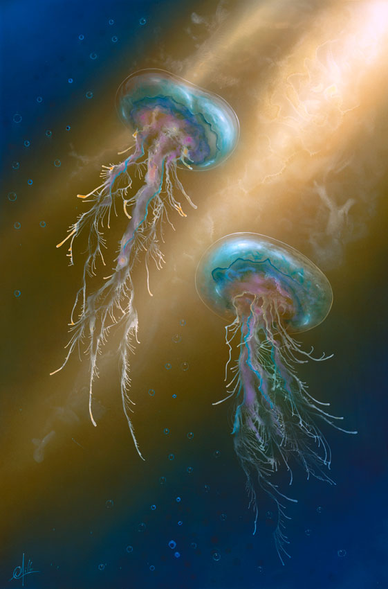 jellyfish image